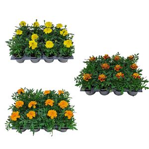Bild von Tagetes kleinbl P9 Divers